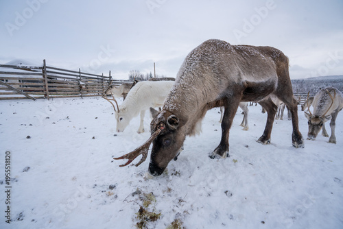 white deer in snowy lapland 