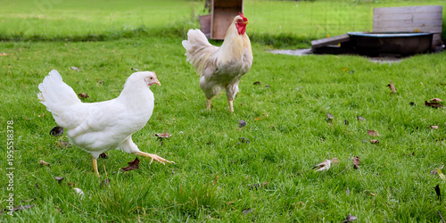 A white hen and a rooster roam freely with small birds on lush green grass. A peaceful farm scene showcasing natural animal behavior.