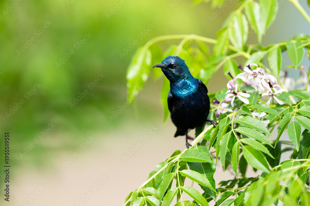 Fototapeta premium Purple sunbird perched gracefully upon flowering branch during fresh golden morning light