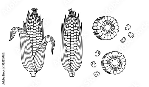 Corn Cob Vector Set with Hand Drawn Maize Illustrations, Detailed Corn Kernels and Slices Collection for Agriculture Design, Farm Food Graphics, and Organic Produce
