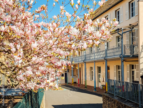 Magnolia en fleurs au printemps dans une cour d'école.
Bâtiment ancien et arbre en fleurs.