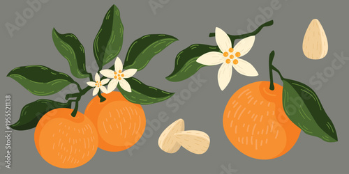 Orange fruit set elements collection flower leaves branch stones citrus nature food design