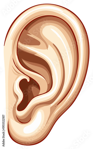 Stylized Ear Illustration Medical Anatomy Auditory Organ Hearing Body Part Healthcare