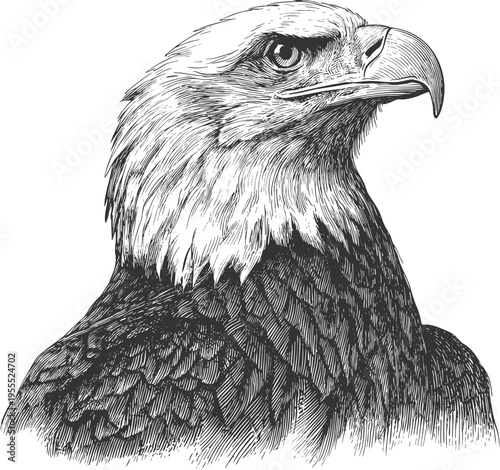 Eagle head illustration vintage engraved vector featuring a detailed bald eagle portrait in bold mascot style. Perfect for logos, branding, sports teams, patriotic designs, and strong identity graphic