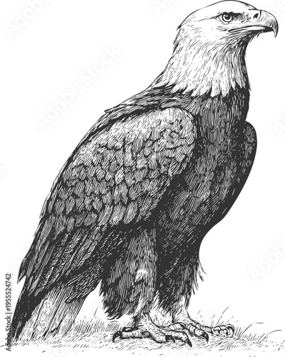 Eagle illustration tattoo style vintage engraved vector with fierce expression and bold ink lines. Dynamic bird of prey artwork ideal for tattoos, apparel prints, posters, and strong graphic design.