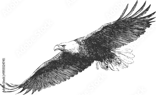 Flying eagle illustration vintage engraved vector with spread wings in dynamic motion. Powerful bird of prey symbol ideal for patriotic designs, logos, posters, branding, and freedom-themed graphics.
