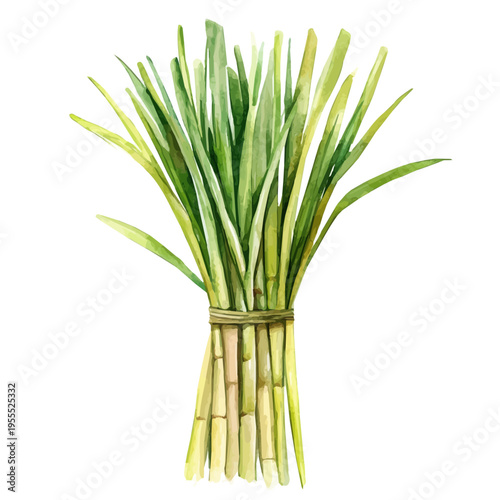 Lemongrass High Quality, watercolor artwork with intricate patterns and vibrant, isolated on a white background.