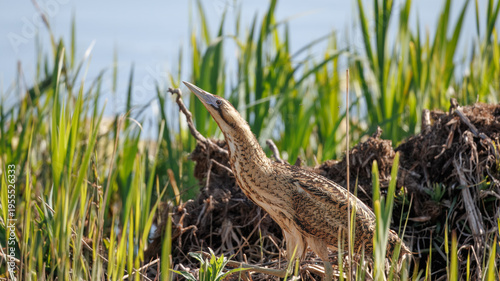 Eurasian Bittern (Botaurus stellaris) in a Reed Bed