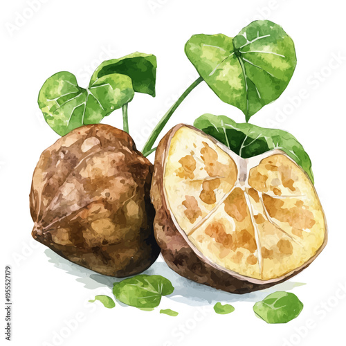 Kava Root High Quality, watercolor illustration featuring soft shadows and luminous, isolated on a white background.