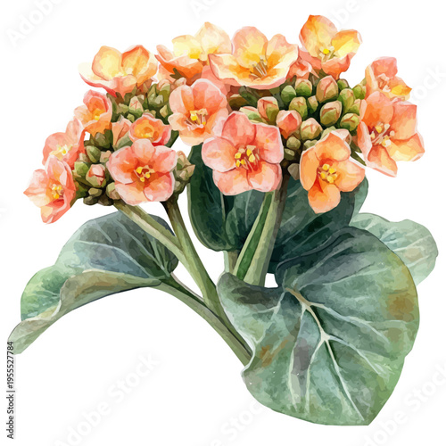 Kalanchoe High Quality, watercolor illustration featuring soft shadows and luminous, isolated on a white background.