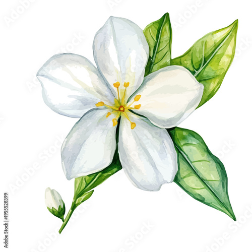 Jasmine Flower High Quality, watercolor illustration featuring soft shadows and luminous, isolated on a white background.