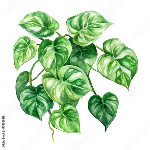 Jade Pothos High Quality, watercolor painting with colorful accents, isolated on a white background.