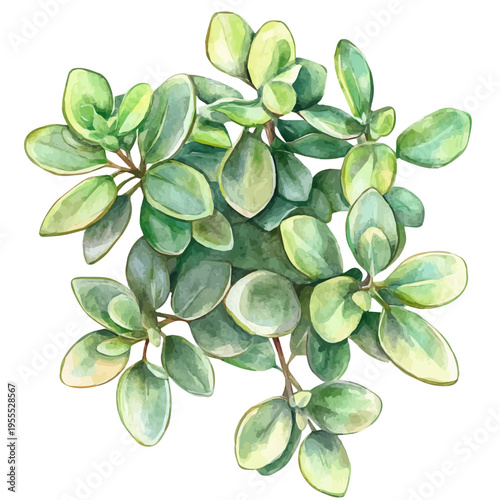 watercolor of Jade Plant High Quality draw graphic, isolated on a white background.