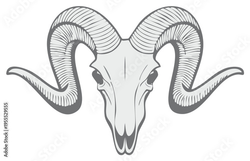 Ram skull vector illustration, detailed line art drawing.  Grey outline of animal cranium with horns, hand drawn