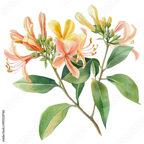 фотографія Honeysuckle, watercolor clipart showing delicate textures and whimsical forms, isolated on a white background