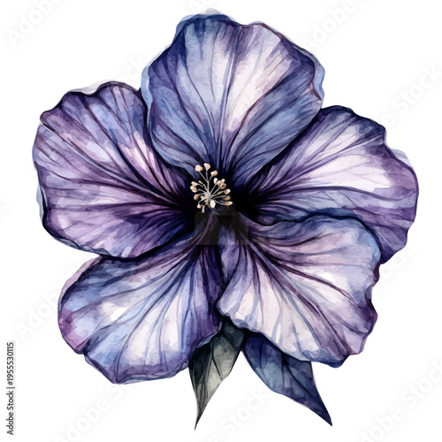 watercolor of Hibiscus painting, isolated on a white background.