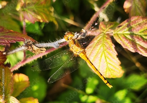Dragonfly on a leaf