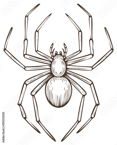 Detailed hand drawn spider illustration isolated on white background