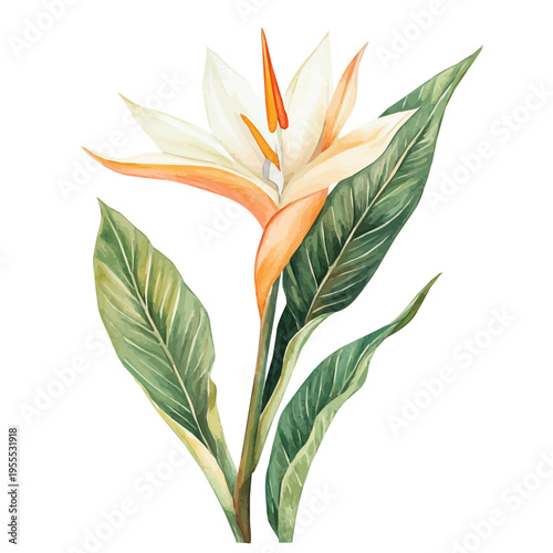 Giant White Bird Of Paradise High Quality, watercolor illustration featuring soft shadows and luminous, isolated on a white background.