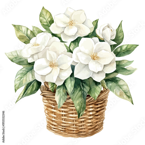 Gardenia Bouquet In A Basket A, watercolor painting with colorful accents, isolated on a white background.