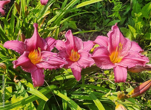 pink lilies in the garden