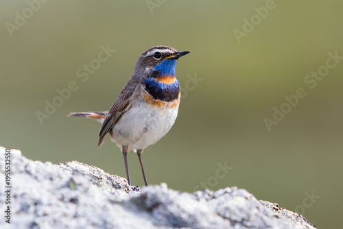 Tableau sur toile Male Red-spotted bluethroat in Jotunheimen National Park in Norway