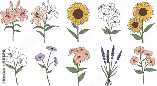 Floral Collection with Sunflower Lily Roses Lavender and Botanical Flowers Illustration for Garden Design Wedding Decoration and Natural Plant Themes