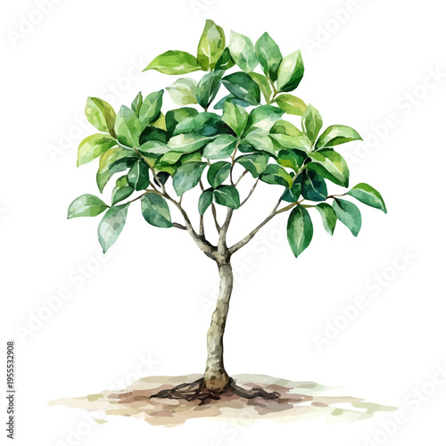 Ficus Tree Sapling High Quality, watercolor illustration featuring soft shadows and luminous, isolated on a white background.