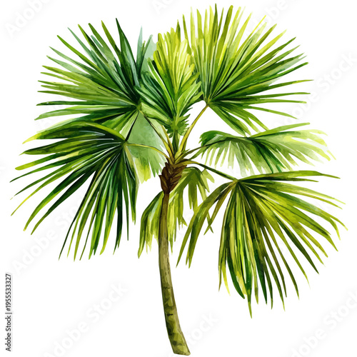 Fan Palm High Quality, watercolor vector depicting playful antics, isolated on a white background.