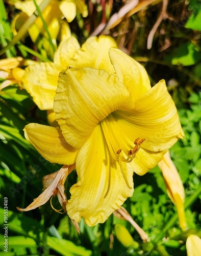 yellow flower in  the garden