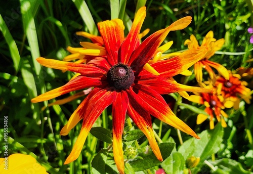 orange flower in the garden