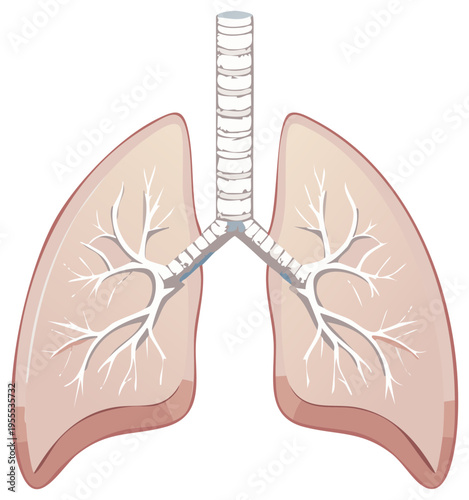 Anatomical illustration of human lungs showing the trachea bronchi and branching airways