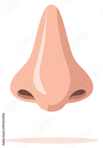 Illustration of human nose anatomy and structure for educational or medical concepts