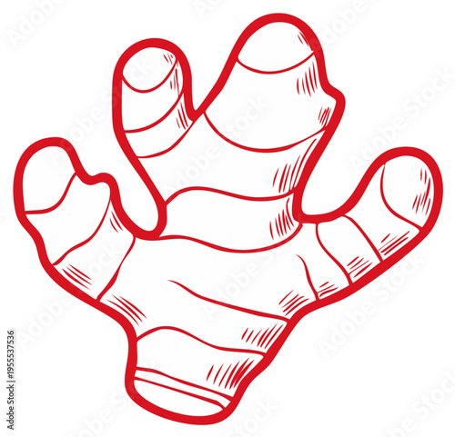 Ginger root fresh spicy ingredient for cooking and healthy nutrition in outline style, vibrant red and graphic illustration, Asian cuisine staple