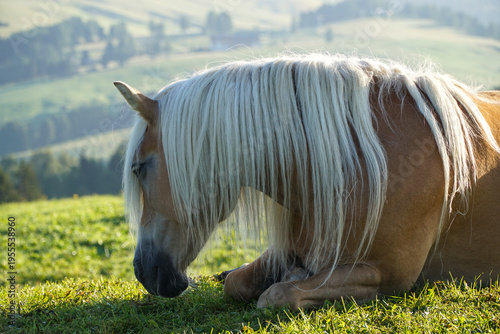 Obraz na plátně Emotional horse portrait in warm morning light evokes calm trust and deep connec