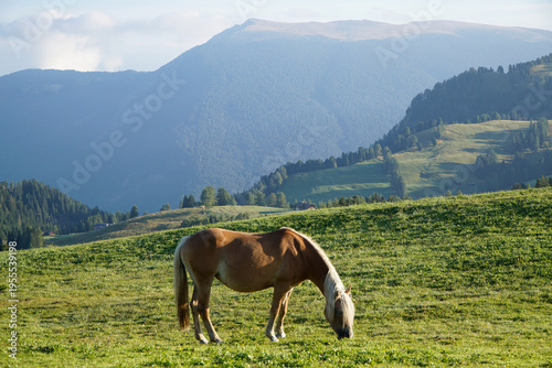 Peaceful horses grazing in warm morning light evoke calm harmony and natural balance
