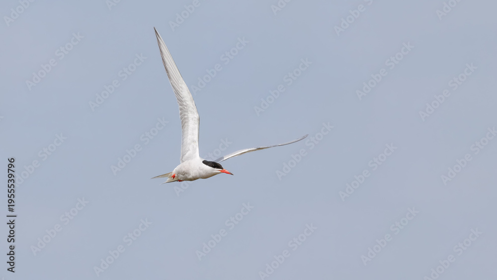 Obraz premium Common Tern (Sterna hirundo) in Flight