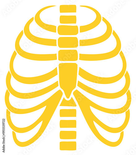 Gold ribs anatomy chest, human body skeleton, breast bone health, body structure illustration