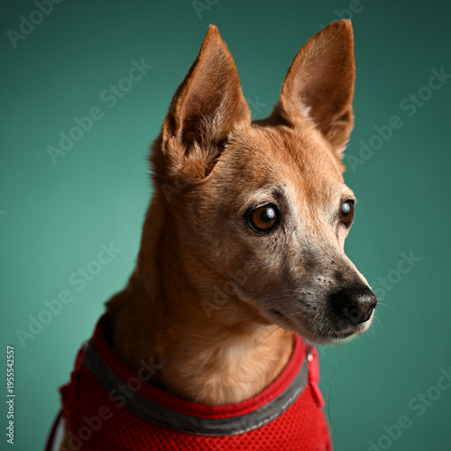 portrait of a dog in the studio