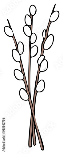 Pussy Willow twigs with catkins hand drawn illustration of spring bouquet isolated on white
