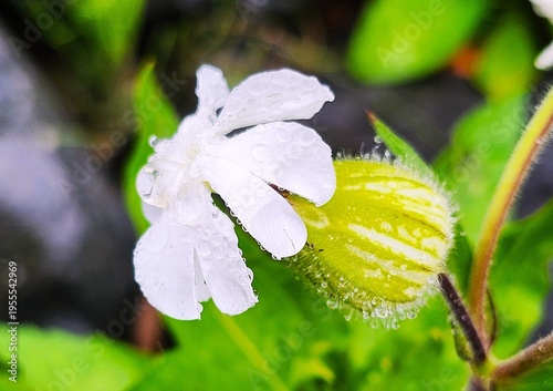 white flower with dew
