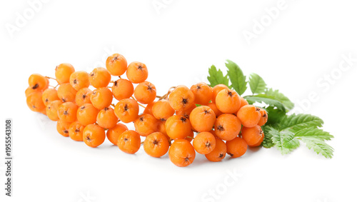 Branch of rowan berries wit...