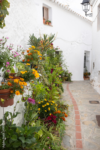 Cuadro en lienzo Houses and abundance of potted plants in the narrow alleys of the white village
