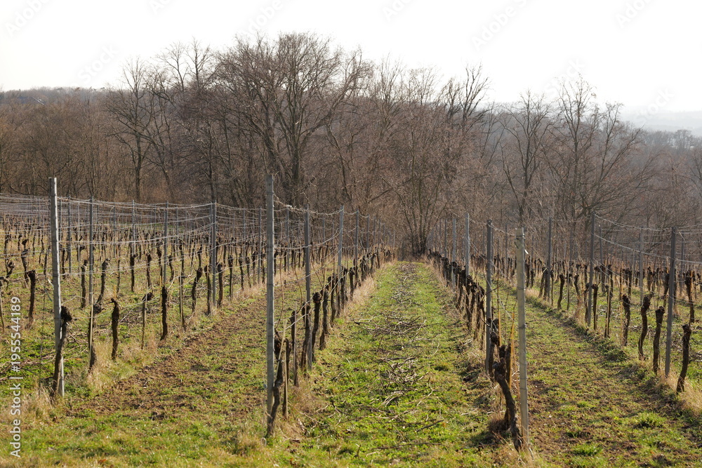 Obraz premium Weinberg in Sachsen, Diesbar-Seußlitz