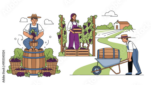 Farmers harvesting purple grapes from vines and transporting wine barrels in a wheelbarrow on a rural vineyard farm.