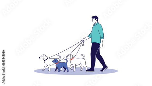 Professional dog walker taking three dogs of different breeds and colors for a walk on leashes in a clean and simple environment.