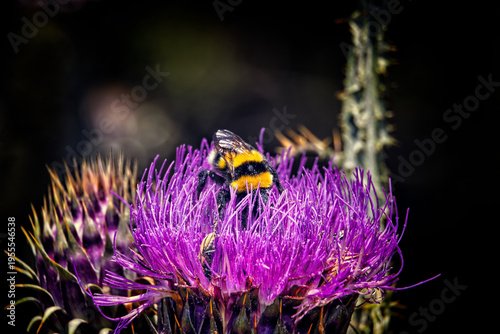 Bumblebee Collecting Pollen on Purple Thistle Flower. A large bumblebee (Bombus sp.) feeding on a purple thistle flower in full bloom. Body covered with yellow pollen. Natural light. Sicily, Italy.