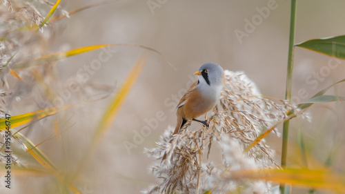 Male Bearded Tit or Bearded Reedling (Panurus biarmicus) Perched on a Reed
