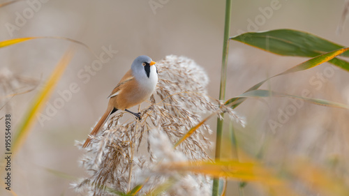 Male Bearded Tit or Bearded Reedling (Panurus biarmicus) Perched on a Reed
