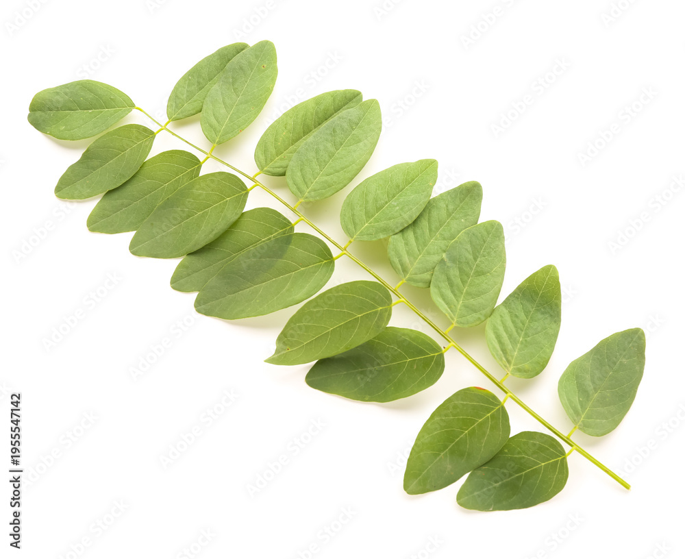 Fototapeta premium Branch of acacia tree on white background